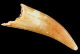 Fossil Fish Fang (Aidachar) - Kem Kem Beds, Morocco #107972-1